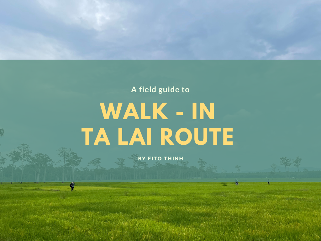 walk-in-ta-lai-by-fito-thinh
