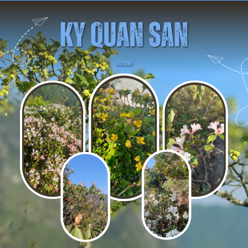 the flower on Ky Quan San Trekking Route